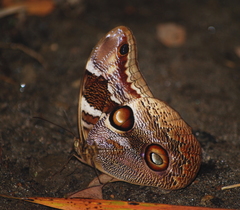 Catoblepia orgetorix