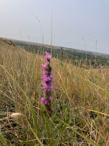 dotted gayfeather