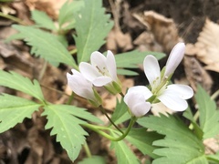 Cardamine maxima