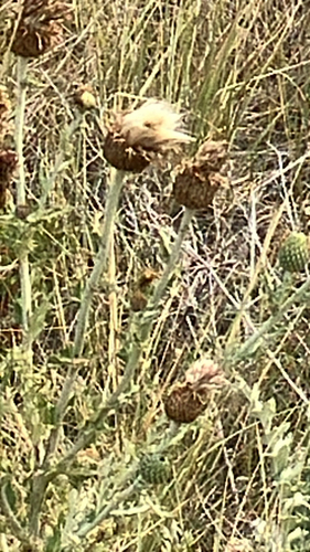 wavyleaf thistle