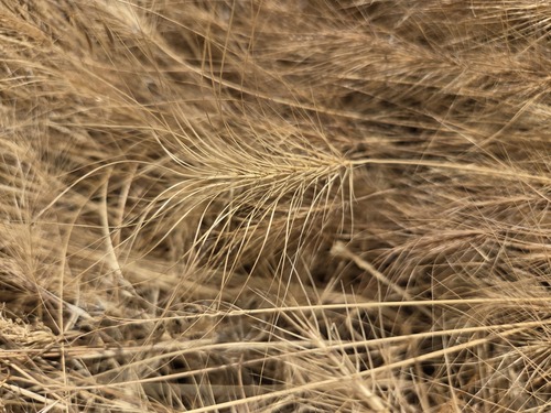 Taeniatherum caput-medusae, photograph 6