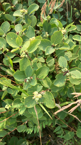 Western Snowberry