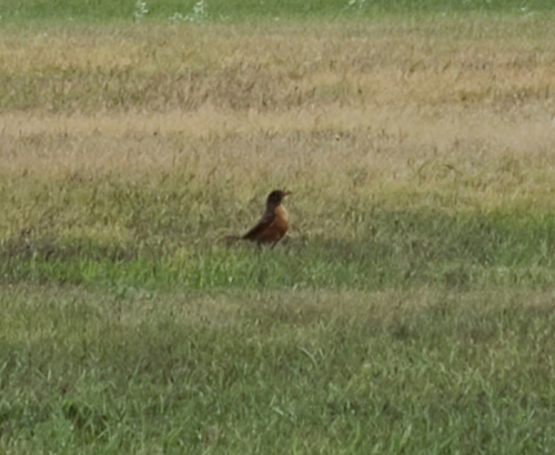 American Robin