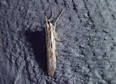 Scoparia indistinctalis