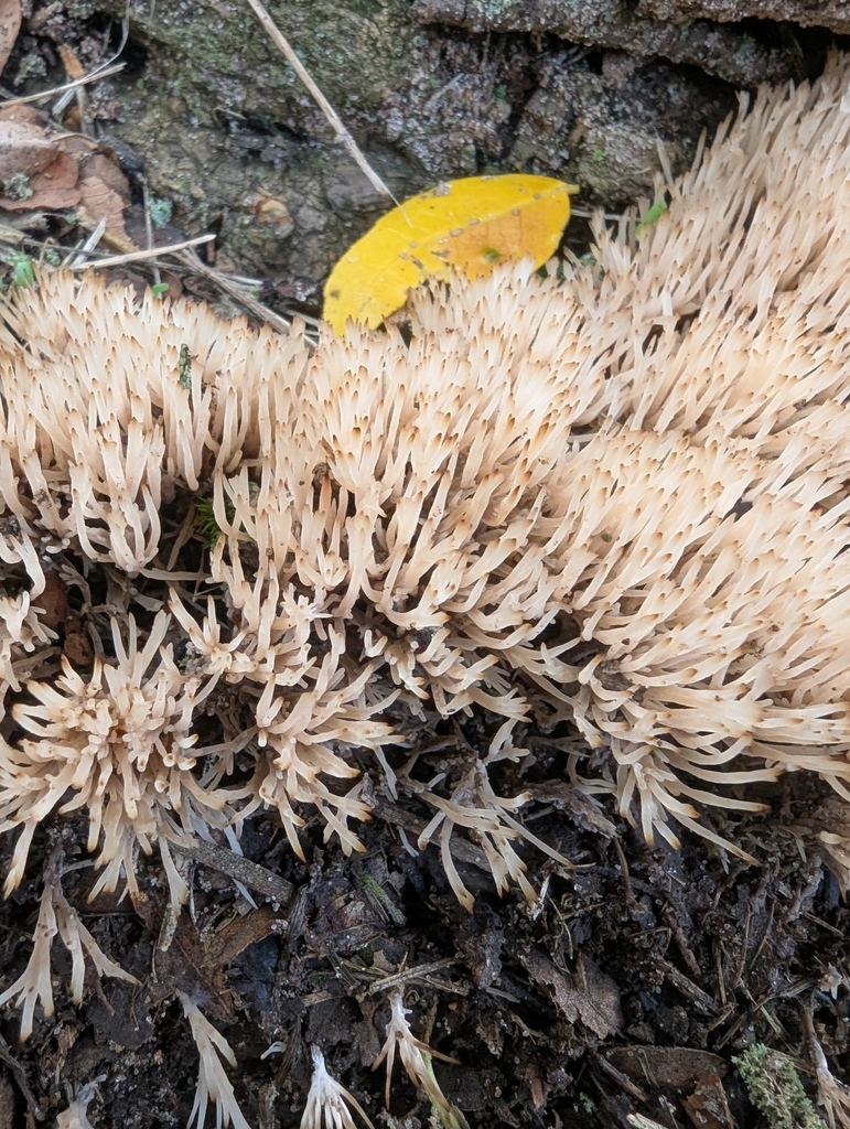 angel hair coral · August 2026 · photo: Photo: (c) Robert M Hallock, some rights reserved (CC BY) · iNaturalist