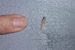 Scoparia indistinctalis