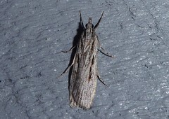 Scoparia indistinctalis