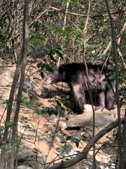 Ursus americanus eremicus