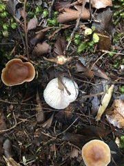 Rhodocollybia incarnata