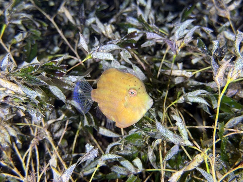 Southern Pygmy Leatherjacket