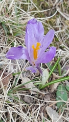 Crocus vernus