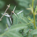 Acacia farnesiana