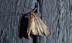 Orocrambus cyclopicus