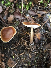 Rhodocollybia incarnata