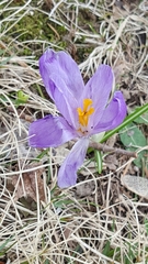Crocus vernus