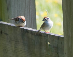 Spizella passerina passerina
