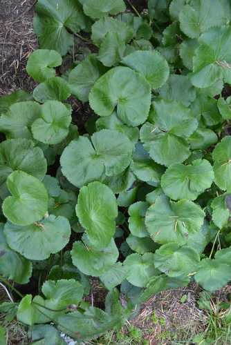 Caltha biflora, photograph 4