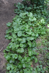 Caltha biflora, photograph author not stated, no rights reserved