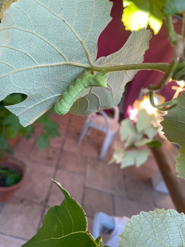 Hippotion celerio