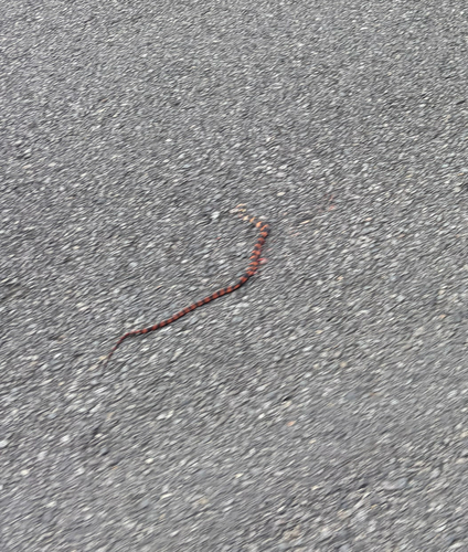 Forest Flame Snake