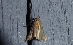 Orocrambus cyclopicus