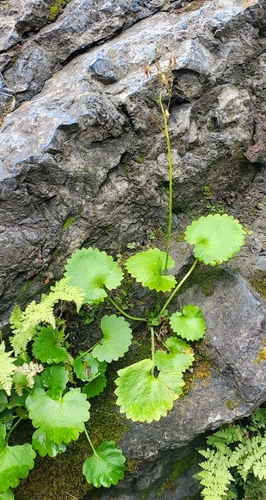 Micranthes odontoloma, photograph 5