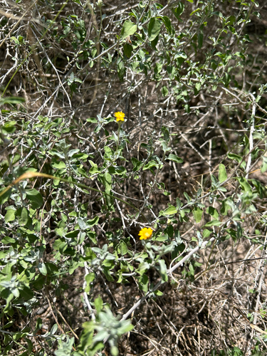 Jefea brevifolia