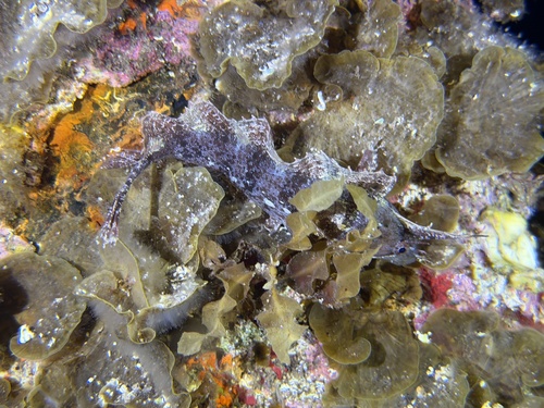 Yellow Crested Weedfish