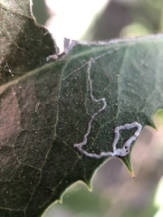 Stigmella heteromelis