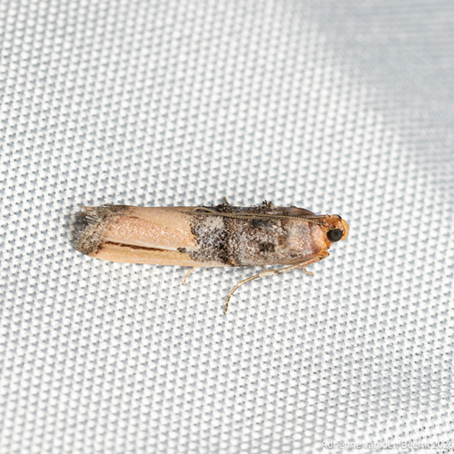 Dasypyga alternosquamella photo 4