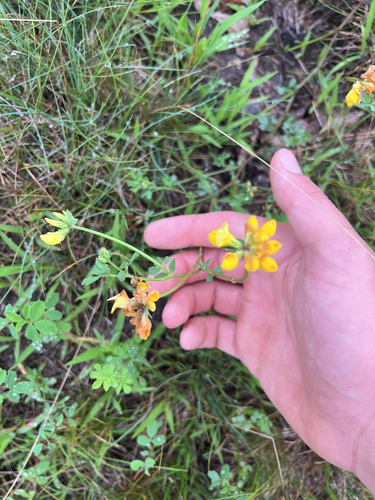 bird's-foot trefoil