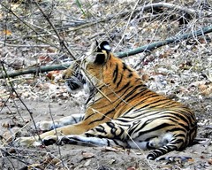 Panthera tigris tigris