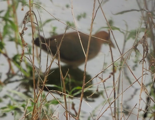 iNaturalist observation photo of Purple Gallinule