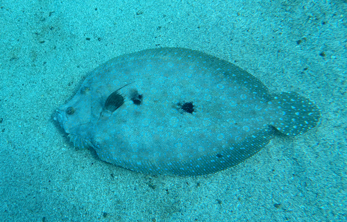 Bothus mancus observed 2026-08-13
