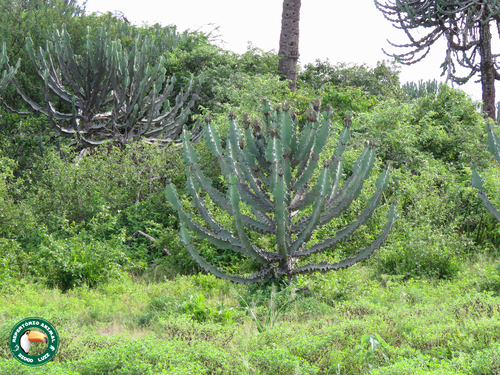 Euphorbia debilispina