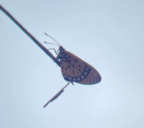 Tawny Coster