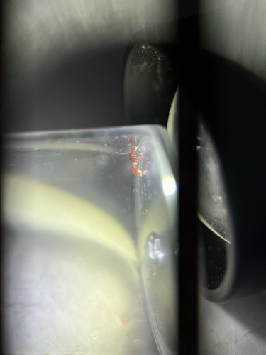 Tetramorium hispidum
