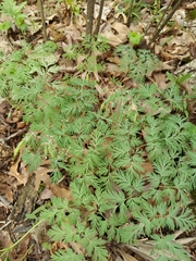 Dicentra cucullaria