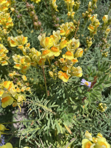 common toadflax