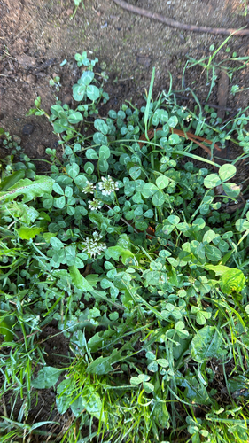 Trifolium repens observed 2026-08-12