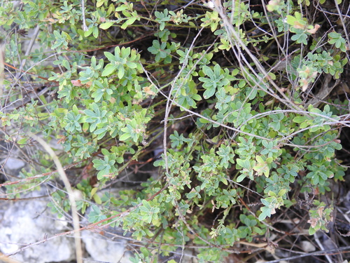 Phyllanthus polygonoides