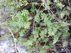 Phyllanthus polygonoides