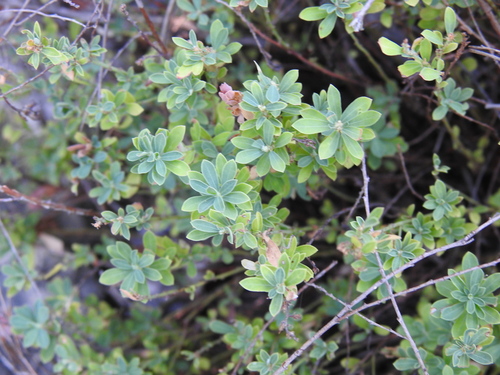 Phyllanthus polygonoides, photograph 1