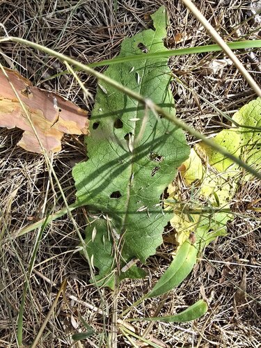 Verbascum chaixii, photograph 3