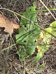 Verbascum chaixii, photograph (c) Сергей Голубев, some rights reserved (CC BY)