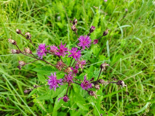 Vernonia glauca