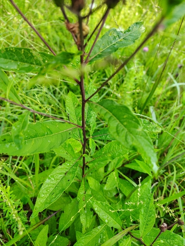 Vernonia glauca, photograph 1