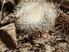 Aylostera deminuta, photograph Mateo Tapia, CC0, iNaturalist via GBIF