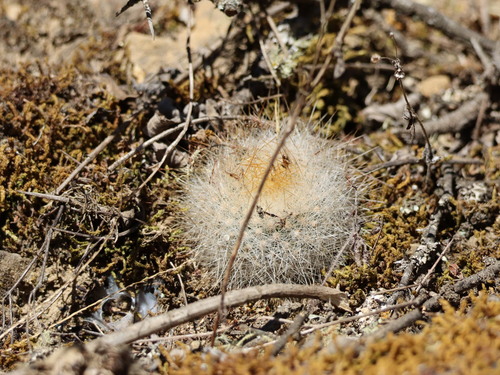 Aylostera deminuta, photograph 3