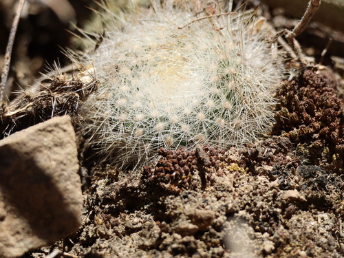 Aylostera deminuta, photograph 2